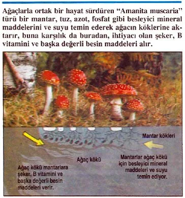oca95