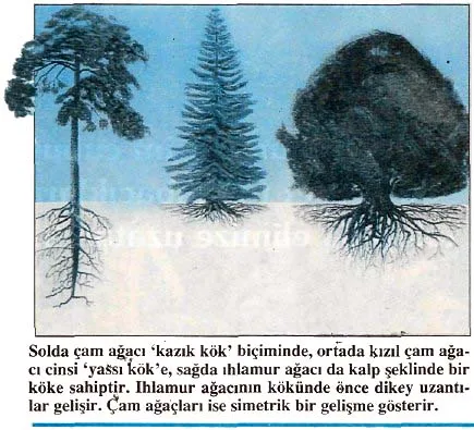 oca95